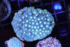 Blue Goniopora Coral Colony WYSIWYG A1 - SAQ Coral Farm Blue Goniopora Coral Colony WYSIWYG A1 - SAQ Coral Farm