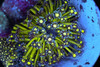 Ultra Neon Green Purple Tip Goniopora Coral Colony WYSIWYG - SAQ Coral Farm Ultra Neon Green Purple Tip Goniopora Coral Colony WYSIWYG - SAQ Coral Farm