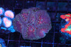 Void Monster Blastomussa Coral WYSIWYG - SAQ Coral Farm