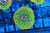 Green Button Scoly Coral WYSIWYG - SAQ Coral Farm