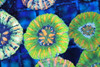 Bright Green Button Scoly Coral WYSIWYG - SAQ Coral Farm