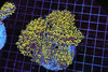 Yellow Frogspawn Colony 6+ Heads WYSIWYG - SAQ Coral Farm Yellow Frogspawn Colony 6+ Heads WYSIWYG - SAQ Coral Farm