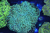 Golden Teal Hammer Garden Colony 8+ Heads WYSIWYG - SAQ Coral Farm