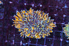 Blue Tip Gold Torch Coral WYSIWYG - SAQ Coral Farm