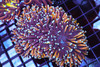 Gold Tip Purple Torch Coral WYSIWYG - SAQ Coral Farm Gold Tip Purple Torch Coral WYSIWYG - SAQ Coral Farm
