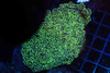 Green Goniopora Coral Colony WYSIWYG - SAQ Coral Farm Green Goniopora Coral Colony WYSIWYG - SAQ Coral Farm