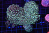 Teal Goniopora Coral Colony WYSIWYG - SAQ Coral Farm