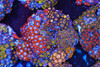 Multi-Rock Zoanthid Colony WYSIWYG - SAQ Coral Farm Multi-Rock Zoanthid Colony WYSIWYG - SAQ Coral Farm