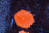 Magma Ricordea Yuma Mushroom Coral - SAQ Coral Farm Magma Ricordea Yuma Mushroom Coral - SAQ Coral Farm