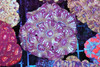 Purple Poison Asian Acan WYSIWYG - SAQ Coral Farm Purple Poison Asian Acan WYSIWYG - SAQ Coral Farm