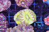 Electric Asian Acan WYSIWYG - SAQ Coral Farm Electric Asian Acan WYSIWYG - SAQ Coral Farm