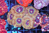 Bog Monster Asian Acan WYSIWYG - SAQ Coral Farm Bog Monster Asian Acan WYSIWYG - SAQ Coral Farm