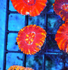 Flame Thrower Button Scoly WYSIWYG - SAQ Coral Farm Flame Thrower Button Scoly WYSIWYG - SAQ Coral Farm