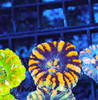 Tiger Button Scoly WYSIWYG - SAQ Coral Farm Tiger Button Scoly WYSIWYG - SAQ Coral Farm