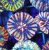 Blue Tiger Button Scoly WYSIWYG - SAQ Coral Farm Blue Tiger Button Scoly WYSIWYG - SAQ Coral Farm