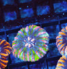 Holographic Button Scoly WYSIWYG - SAQ Coral Farm Holographic Button Scoly WYSIWYG - SAQ Coral Farm