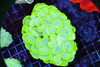 Neon Green Bubble Coral Colony WYSIWYG B1 - SAQ Coral Farm Neon Green Bubble Coral Colony WYSIWYG B1 - SAQ Coral Farm