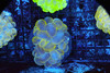 Blue Splatter Bubble Coral Colony WYSIWYG - SAQ Coral Farm Blue Splatter Bubble Coral Colony WYSIWYG - SAQ Coral Farm