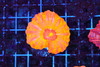 Citrus Burst Cynarina WYSIWYG - SAQ Coral Farm Citrus Burst Cynarina WYSIWYG - SAQ Coral Farm