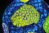 Radioactive Favia Colony WYSIWYG - SAQ Coral Farm Radioactive Favia Colony WYSIWYG - SAQ Coral Farm