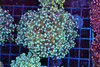 Teal Frogspawn Colony WYSIWYG - SAQ Coral Farm Teal Frogspawn Colony WYSIWYG - SAQ Coral Farm
