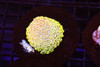 Lemonade Goniopora WYSIWYG A1 - SAQ Coral Farm Lemonade Goniopora WYSIWYG A1 - SAQ Coral Farm