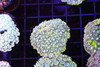 Blue Lemonade Goniopora WYSIWYG A2 - SAQ Coral Farm Blue Lemonade Goniopora WYSIWYG A2 - SAQ Coral Farm