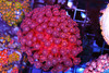 Red Wine Goniopora Colony WYSIWYG AA1 - SAQ Coral Farm Red Wine Goniopora Colony WYSIWYG AA1 - SAQ Coral Farm