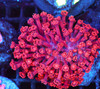 Magenta Goniopora Colony WYSIWYG - SAQ Coral Farm Magenta Goniopora Colony WYSIWYG - SAQ Coral Farm