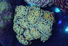 Gold Hammer Colony 10+ Heads WYSIWYG AA1 - SAQ Coral Farm Gold Hammer Colony 10+ Heads WYSIWYG AA1 - SAQ Coral Farm