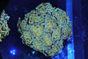 Gold Hammer Colony 12+ Heads WYSIWYG AA1 - SAQ Coral Farm Gold Hammer Colony 12+ Heads WYSIWYG AA1 - SAQ Coral Farm