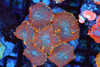 Orange Rhodactis Mushroom Colony WYSIWYG CC1 - SAQ Coral Farm Orange Rhodactis Mushroom Colony WYSIWYG CC1 - SAQ Coral Farm