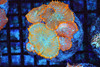 Turquoise Orange Rhodactis Mushroom Colony WYSIWYG - SAQ Coral Farm