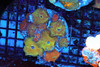 Discosoma Mushroom Colony Rock WYSIWYG A2 - SAQ Coral Farm Discosoma Mushroom Colony Rock WYSIWYG A2 - SAQ Coral Farm
