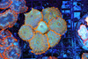 Turquoise Orange Rhodactis Mushroom Colony WYSIWYG A2 - SAQ Coral Farm Turquoise Orange Rhodactis Mushroom Colony WYSIWYG A2 - SAQ Coral Farm