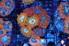 Orange Rhodactis Mushroom Colony WYSIWYG CC3 - SAQ Coral Farm