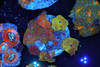 Discosoma Mushroom Colony Rock WYSIWYG A3 - SAQ Coral Farm