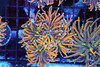 Green Gold Noodle Torch Colony WYSIWYG A1 - SAQ Coral Farm Green Gold Noodle Torch Colony WYSIWYG A1 - SAQ Coral Farm