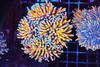 Purple Golden Noodle Torch Colony WYSIWYG - SAQ Coral Farm Purple Golden Noodle Torch Colony WYSIWYG - SAQ Coral Farm