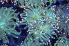 Teal Blue Torch Coral - SAQ Coral Farm Teal Blue Torch Coral - SAQ Coral Farm
