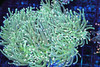 Large Teal Blue Torch Colony WYSIWYG - SAQ Coral Farm Large Teal Blue Torch Colony WYSIWYG - SAQ Coral Farm