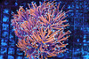Nine Tails Gold Torch Colony WYSIWYG - SAQ Coral Farm