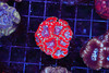 Red Zebra Asian Acan WYSIWYG - SAQ Coral Farm Red Zebra Asian Acan WYSIWYG - SAQ Coral Farm