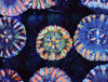 Water Color Button Scoly WYSIWYG - SAQ Coral Farm