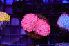 Pink Goniopora WYSIWYG - SAQ Coral Farm
