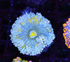 Blue Lightning Ricordea Yuma WYSIWYG - SAQ Coral Farm