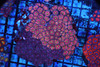 LG Zoanthid Red And Purple Colony WYSIWYG - SAQ Coral Farm