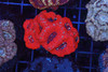 Blood Red Asian Acan WYSIWYG - SAQ Coral Farm