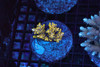 Yellow Acro Colony WYSIWYG - SAQ Coral Farm