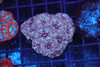 Meteor Asian Acan Colony WYSIWYG - SAQ Coral Farm